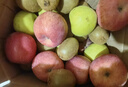 佳沛（zespri）绿奇异果 优选大果12粒单果约113-135g  水果礼盒 猕猴桃 实拍图