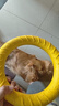 加仕高狗狗玩具eva拉环中大型犬互动圆环金毛边牧磨牙耐咬狗解闷神器 实拍图