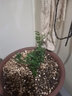 佰花锦清香胡椒木盆栽室内外驱蚊草植物好养绿植九里香花卉四季常青盆景 【送圆底座】胡椒木+树脂泡泡盆+黄沙铺面 整体高度20-25cm 实拍图