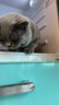 普安特宠物猫咪洗耳液用于耳道清洁狗狗螨虫耳油耳漂耳部护理液尔加分 实拍图