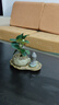 八芽盆栽小盼菩提树植物室内禅意盆景办公室桌面好养绿植源头直发包邮 莲花盆菩提（禅坐菩萨套装） 实拍图