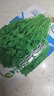 【随种随吃】调料菜种子组合春季四季易种耐热阳台盆栽通种蔬菜 小叶香菜种子1包约1000粒 一包约1000粒 实拍图