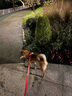 多尼斯（DOGNESS）狗狗牵引绳遛狗绳狗链子防爆冲幼小型犬泰迪贵宾比熊博美柯基 红S 实拍图