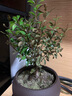 八芽 小叶赤楠盆景摆件室内绿植花卉盆栽老桩客厅办公室桌面好养植物 （【热销款】舍得紫砂盆赤楠+苔藓+底座） 实拍图