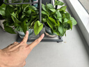 双盟绿萝盆栽除甲醛花卉绿植办公室新房净化空气180加仑4盆装源头直发 实拍图