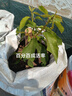 欧悟【买2颗送1颗】嫁接车厘子树苗大樱桃树苗盆栽果树苗木南北方种植 俄罗斯8号樱桃苗 6年苗当年结果 实拍图