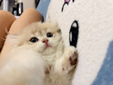 红狗营养膏58g 猫咪营养膏猫营养膏狗狗猫咪维生素狗狗维生素宠物 实拍图
