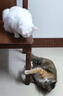 茨格曼  宠物排梳猫梳子去浮毛大号狗梳子专用开结梳子泰迪美容用品 实拍图