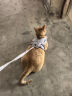 欢宠网猫咪牵引绳猫绳宠物防挣脱可调松紧背心式专用溜遛猫绳子外出用品 实拍图