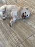 麦富迪 狗狗零食磨牙棒 清口香成犬幼犬咬胶牛肉味220g 实拍图
