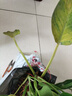 双盟金钻绿公主办公室绿植盆栽吸毒王吸甲醛大号3棵原盆1盆装源头直发 实拍图