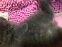 Orijen渴望猫粮 成猫幼猫干粮 六种鱼肉无谷全价通用进口5.4kg效期26/5 实拍图