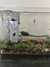 森森 小鲤鱼缸过滤器净水循环三合一内置水族箱过滤系统XQP-500F 6W 实拍图