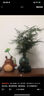 佰花锦水培植物室内花卉绿植盆栽办公室四季常青好养活桌面盆景懒人首选 水培小玻璃瓶+九里香+圆形底座 整体高度约10-20cm/不同植物高度不同 实拍图