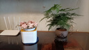 开时果 文竹盆栽桌面摆件盆景 办公室植物竹子水培绿植盆景源头直发包邮 【推荐款】舍得紫砂盆+苔藓+底座 实拍图