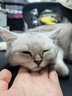 伟嘉成猫猫粮3.6kg海洋鱼味布偶英短猫咪夹心粮全价粮【原料透明】 实拍图