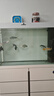 憨憨乐园蛋白棉水族鱼缸专用过滤材料除腥臭去黄水克星污力丸净水神器 实拍图