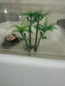 最萌乌龟缸家用造景创意新款亚克力带晒台生态小型龟盆鱼缸乌龟饲养缸 小号【21.5*21.5*14】送2个椰子树 实拍图