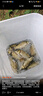 TAIGEK微翘马口竿微物路亚竿ul快调直柄1.53米纺车轮套装溪流白条翘嘴 实拍图