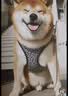 开始吧！养一只柴犬 实拍图