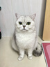 lorde里兜 猫条猫零食湿粮鸡肉味三文鱼味金枪鱼味鸡肉扇贝味 混合口味20条 实拍图