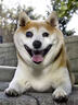 麦富迪狗粮 藻趣儿狗粮成犬粮牛肉螺旋藻 均衡营养2.5kg 实拍图
