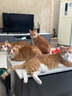 Orijen渴望猫粮 成猫幼猫干粮 六种鱼肉无谷全价通用进口5.4kg效期26/5 实拍图