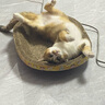 阿飞和巴弟猫粮E76益生菌全价冻干双拼猫粮成猫幼猫粮2kg*5袋装10kg 实拍图