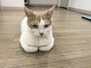 冻干生骨肉双拼高鲜肉狗粮成犬幼犬粮1.8kg*3（鸡肉配方） 实拍图