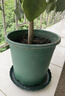 绿荫巷子幸福树绿宝绿植盆栽桌面植物办公室客厅吸甲醛好养易活四季常青 【加仑盆含托】大幸福树 约50cm 实拍图