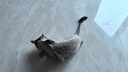 麦富迪猫粮 超肉粒冻干双拼幼猫粮免疫护肠胃 三文鱼10kg（2kg*5） 实拍图