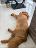 普安特宠物狗狗驱虫药犬驱虫体内外一体跳蚤犬虱非泼罗尼爱滴克 实拍图