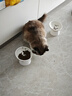 网易严选宠物主粮幼猫成猫全价猫粮 深海鱼虾口味1.8kg*4袋 实拍图