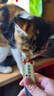 纯福猫咪零食猫条营养补水无诱食剂互动湿粮猫罐头幼猫成猫非主食 牛肉配方10g*10支 实拍图