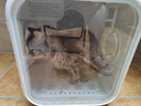 雪貂留香 猫咪沐浴露清洁祛味留香宠物香波抑菌止痒500ml 实拍图