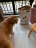 皇家狗粮 金毛成犬狗粮 犬粮 宠物大型犬 GR25 全价犬粮 ≥15月 12KG 实拍图
