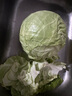 新鲜甘蓝包菜卷心菜新鲜嫩绿莲花白现摘现发到京东来买菜 新鲜包菜 1.5-2斤 人工挑拣 实拍图
