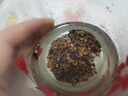 内廷上用北京同仁堂大麦茶 240g(48袋) 五谷花草养生独立袋泡茶炒麦芽烘焙 实拍图