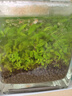 汉洋（ WATERWEEDS INDUSTRY）亚马逊水草泥和种子鱼缸底砂水草缸造景套餐水藻泥种植土粗粒2L 实拍图