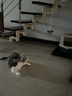 HOUYA猫咪玩具仿真小鸟挂门逗猫玩具物理发声叫叫鸟自嗨解闷猫玩具 实拍图