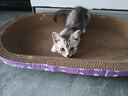 【京东物流】猫抓板磨爪猫窝一体耐磨不掉屑超大号猫玩具猫咪用品 椭圆巨无霸+猫薄荷 实拍图