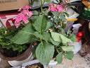花翁绣球花苗无尽夏大花幸运八仙花阳台室内庭院花卉盆栽植物源头直发 实拍图