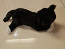 龙猫泰迪小猫抱枕猫咪玩偶布娃娃可爱仿真猫公仔毛绒玩具送女友生日礼物 黑白猫 53 实拍图