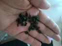 贡苑黄山云雾绿茶50g 2025新茶明前春茶高山嫩芽正宗安徽茶叶自己喝 实拍图