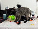 来旺兄弟宠物剃毛器猫咪狗狗剃脚毛修剪器2合1宠物电推剪美容用具用品 实拍图