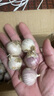 志褚独头蒜大蒜头 2024云南大理紫皮独蒜 精品新鲜现挖湿蒜 2斤装【中果2.5-3.0cm】 实拍图