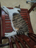 怡亲猫砂膨润土猫砂10kg猫沙20斤除臭豆腐伴侣低粉尘十公斤猫咪用品 原味膨润土猫砂-10kg 实拍图