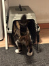 獒少保【新国航标准】宠物航空箱猫狗托运输猫咪狗狗外出箱便携手提笼子 1号【建议18斤内宠物】 实拍图