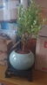 开时果 小叶赤楠盆景摆件 办公室桌面绿植花卉好养盆栽植物源头直发包邮 【热销款】哥窑浸墨盆+苔藓+底座 实拍图