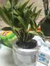 劉閣蘭花兰花香水石斛兰盆栽浓香花卉盆栽 12苗带多花剑配懒人盆源头直发 实拍图